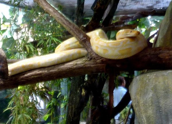 python molure (3)