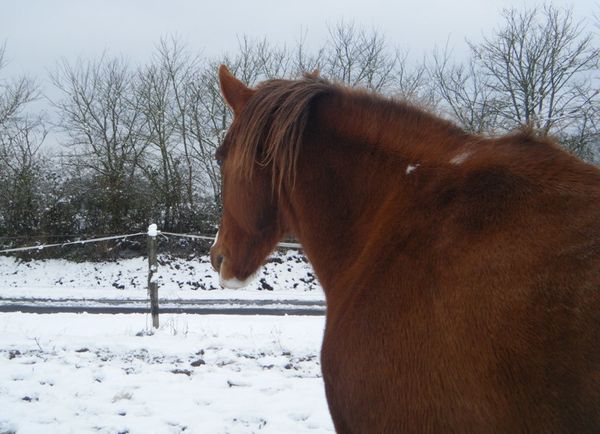 cheval poil hiver