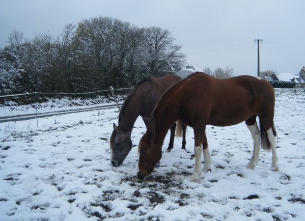 cheval poulain au pré hiver neige place gamelle