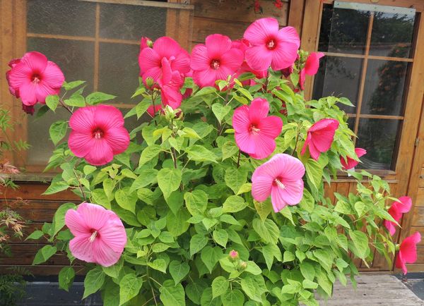 Hibiscus-moscheutos.jpg