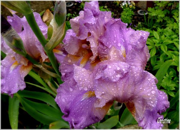 jardin003.jpg