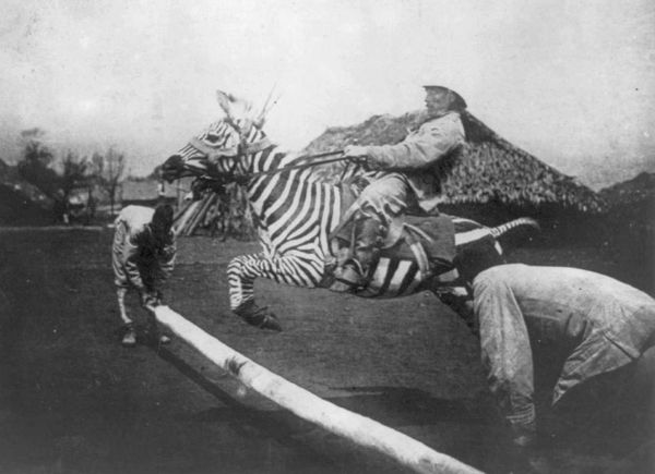 Zebra-tame-jumping
