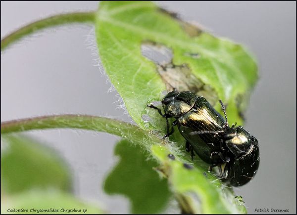 pot-pourri-10-2556Chrysomelidae120512.jpg