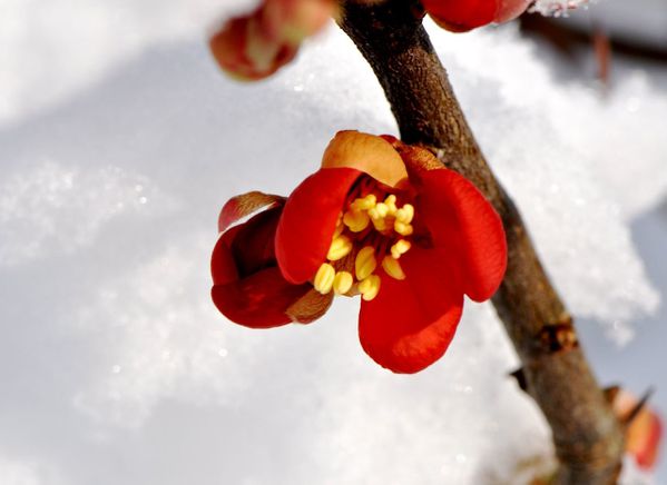 fleur-pommier-du-japon-sous-la-neige.jpg
