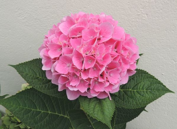 Hortensia-rose.jpg