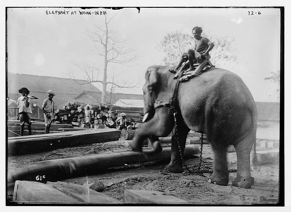 Elephant at Work - India 1920s