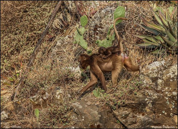 OT3A6681Geladas900Cadre.jpg