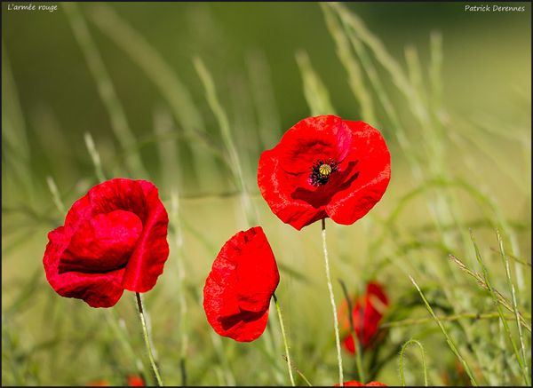 pot-pourri-12-0889coquelicot900Cadre.jpg