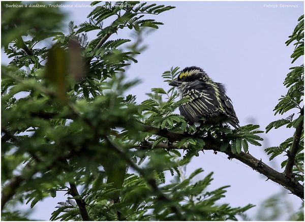 OT3A0678Barbet900Cadre.jpg