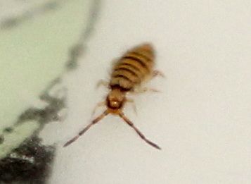 Collembolle Entomobrya multifasciata (3)