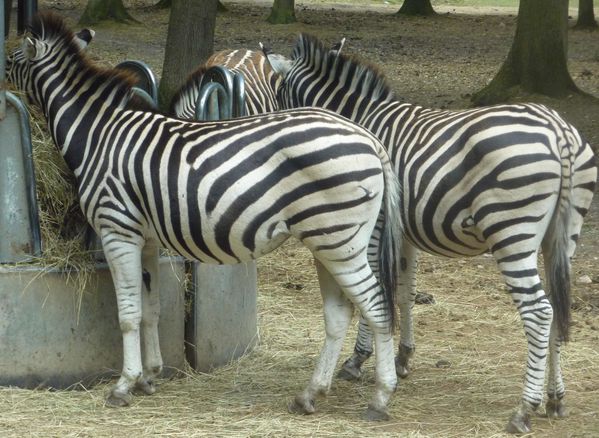 zebres-thoiry.jpg