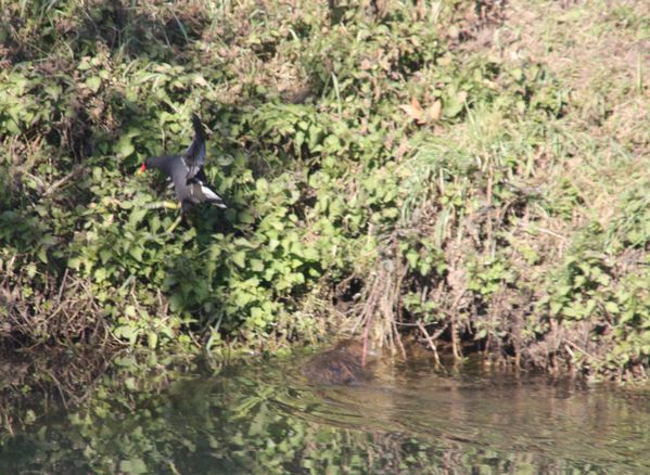 4674-Ragondin-et-poule-d-eau.jpg