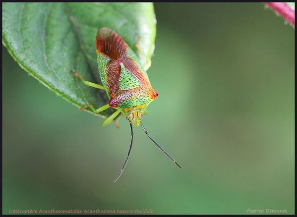 pot-pourri-9-4823Acanthosoma-haemorr.jpg