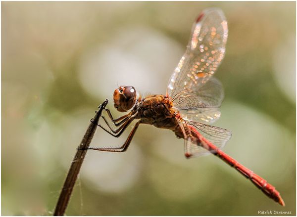 pot-pourri-14-6235sympetrum900Cadre1.jpg