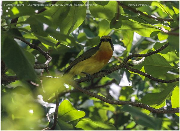 OT3A3891bush-shrike900Cadre.jpg