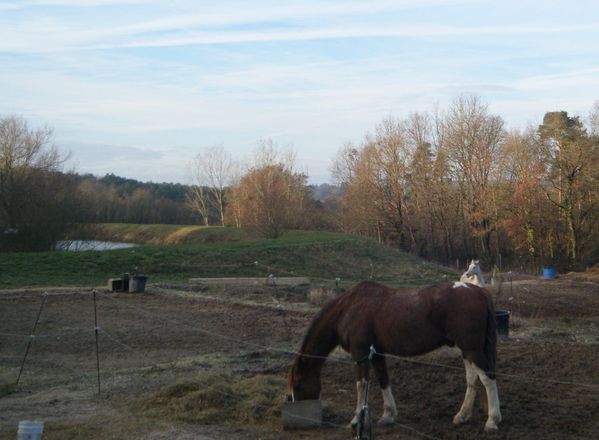 paddock-chevaux-etang.JPG