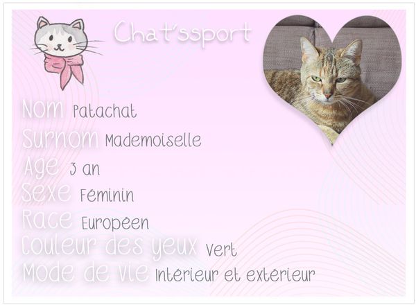 chatssport-Patachat.jpg