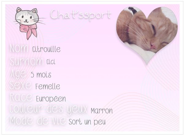 chatssport-Citrouille.jpg