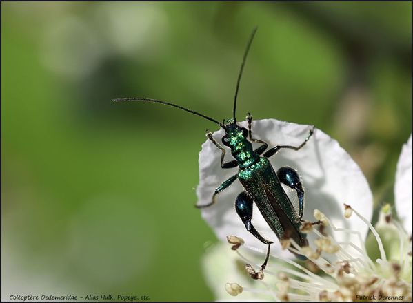 pot-pourri-10-1418Oedemeridae170612Tr.jpg