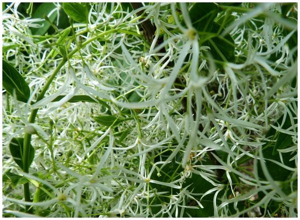 arbre-a-neige--fleur-.jpg