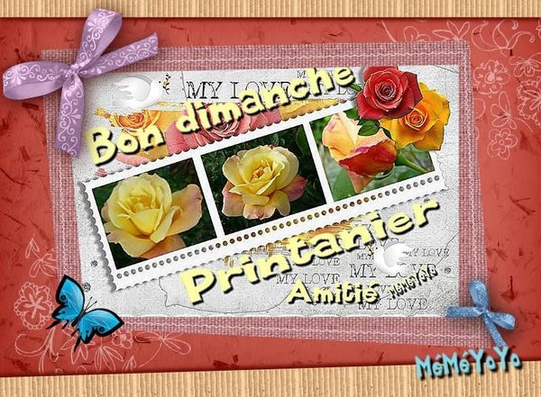 dimanche-roses.p.jpg