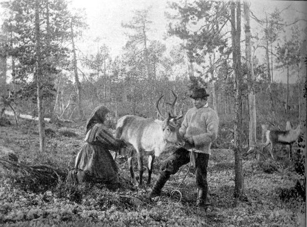 Reindeer milking 1900