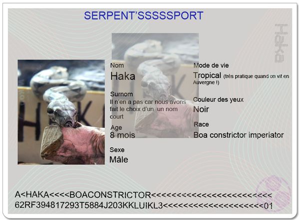 Serpentssport---Haka.jpg