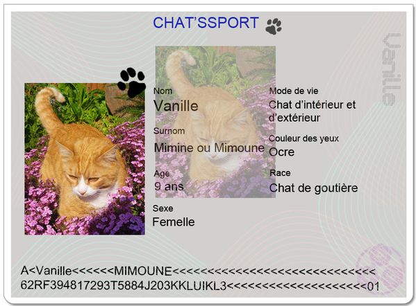 chatsport-Vanille.jpg