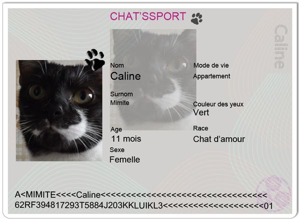 chatsport Caline