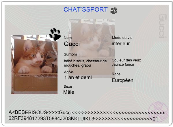 chatsport Gucci