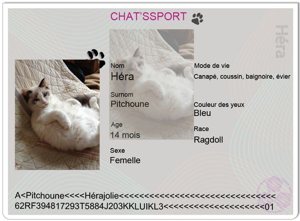 chatsport-Hera-copie-1.jpg