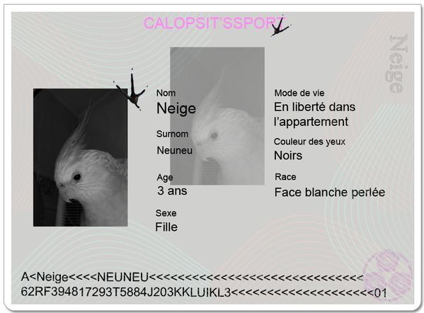 Calopsitsport Neige