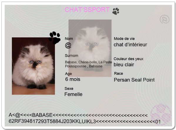 chatsport @