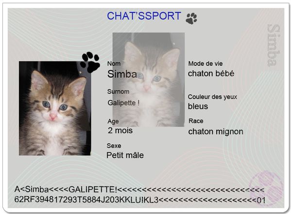 chatsport Simba