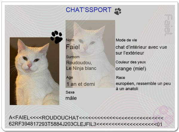 chatsport-Faielbis.jpg