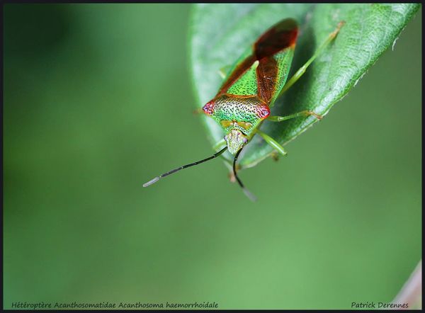 pot-pourri-9-4792Acanthosoma-haemorr.jpg