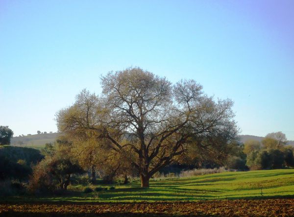 Un-arbre-en-hiver-N--2567.JPG