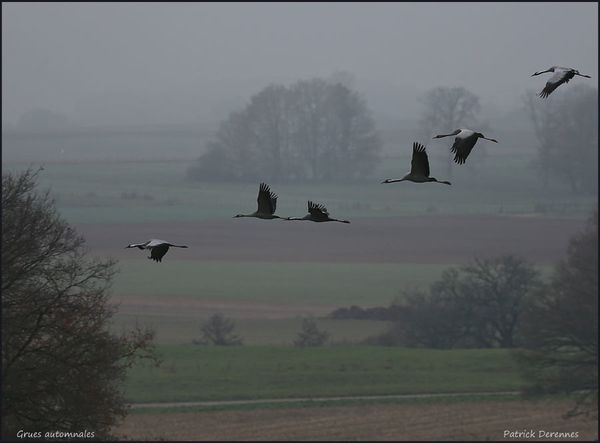OT3A3315Grues020212Der900Ca.jpg
