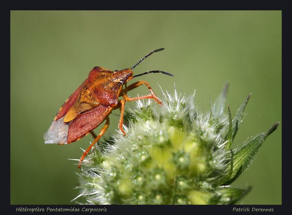 pot-pourri-7-4061Carpocoris260611Tre.jpg