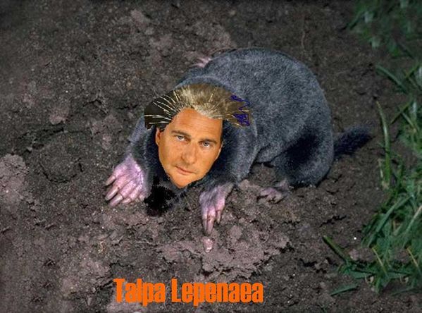 Besson-taupe2