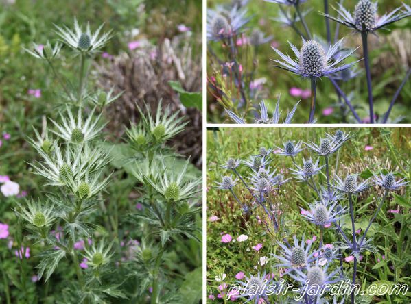 Eryngium × zabelii Jos Eijking