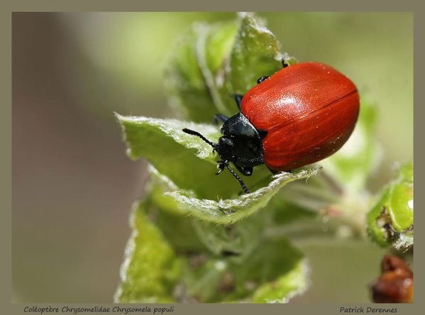 pot-pourri-8-3640Chrysomelidae120512.jpg