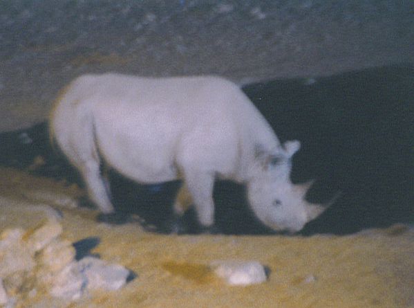 rhino-blanc--Namibie.jpg