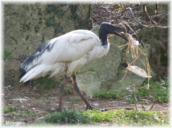 rm-pb-ibis-sacre-5.jpg