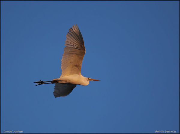OT3A4124GdeAigrette021212De.jpg