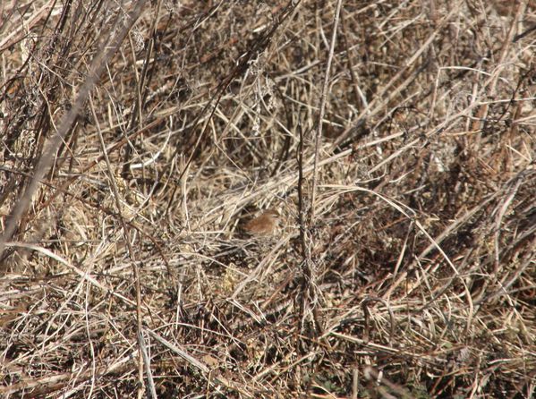 4629-Oiseau-non-identifie-jpg