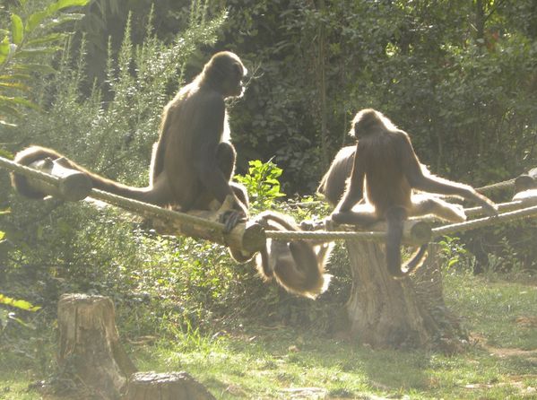 chimpf1