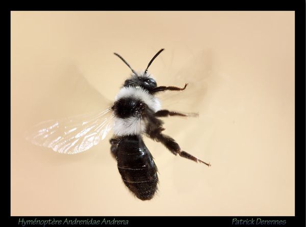 pot-purri-4-5684Andrena3roches25031.jpg