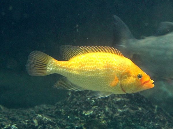 poissons-1-specimen 1527