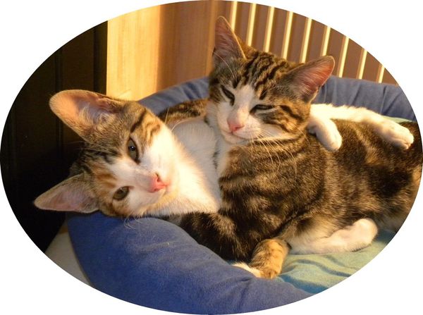 chatons27122010.jpg
